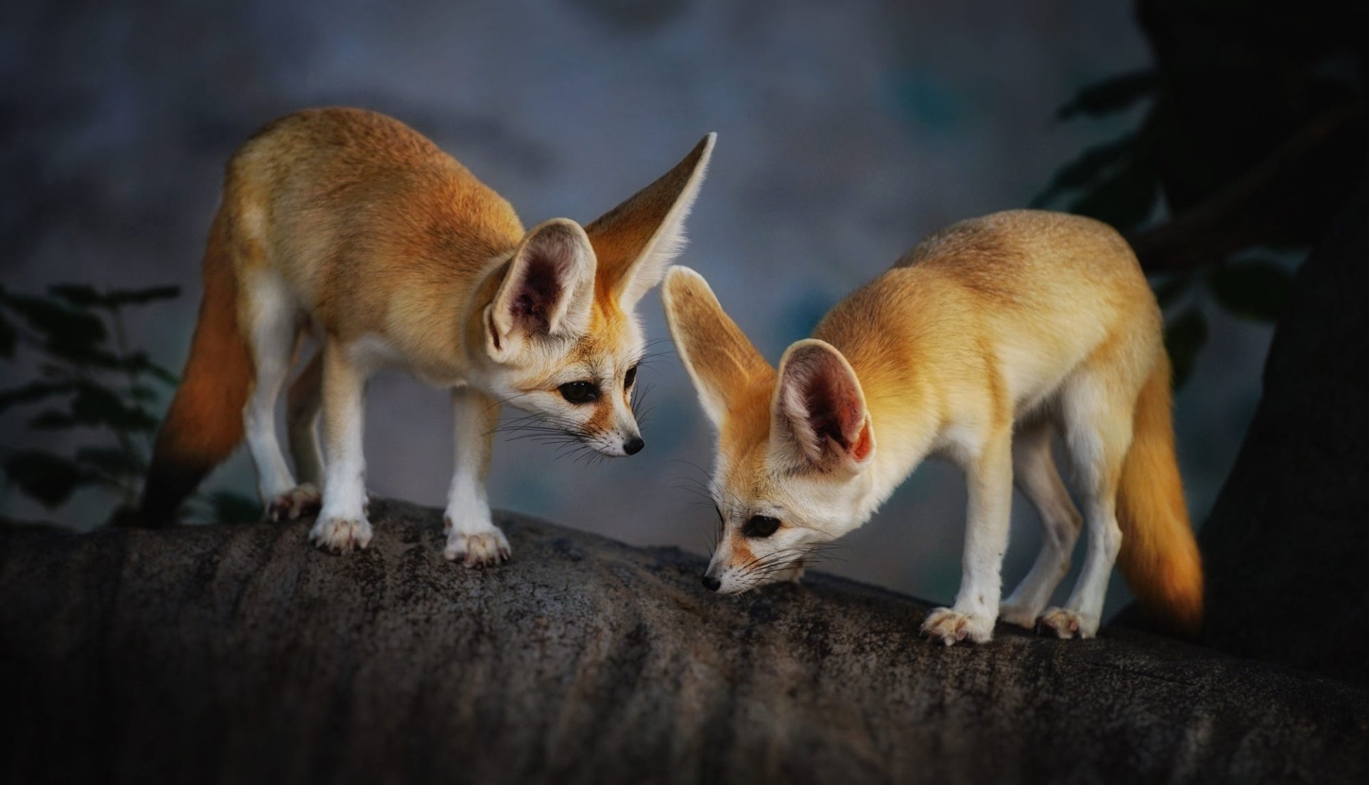 Download Animal Fennec Fox HD Wallpaper