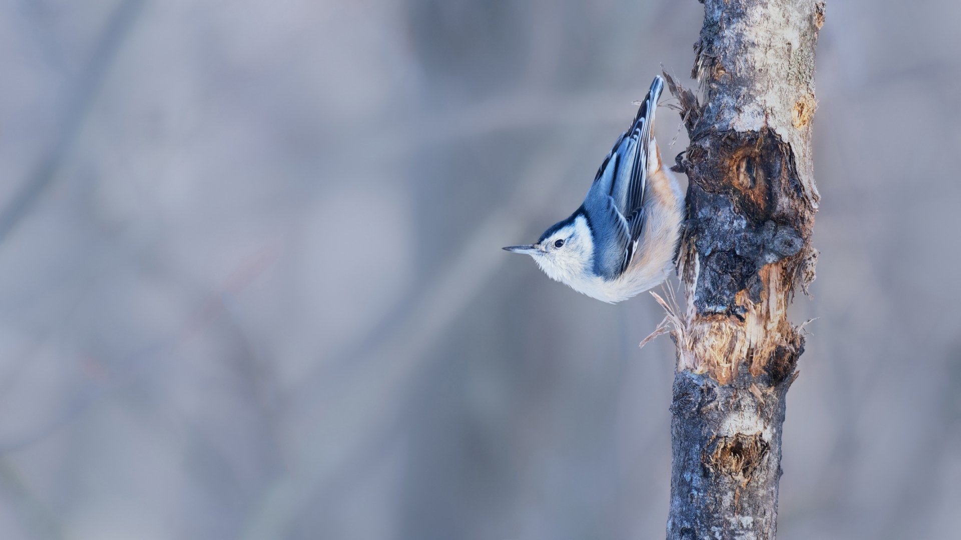 Download Bird Animal Nuthatch HD Wallpaper