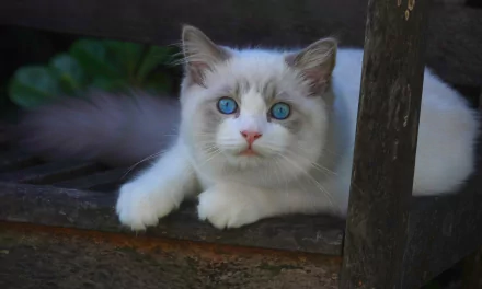 HD PC desktop wallpaper of a Ragdoll cat: white-and-gray animal with striking blue eyes lounging on a rustic wooden ledge, close-up portrait, cat.