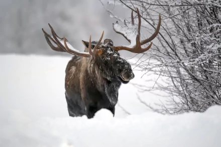 HD desktop wallpaper of a majestic moose standing in deep snow amid winter trees.