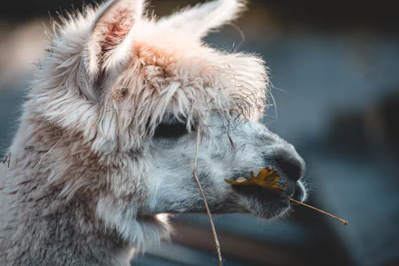Animal llama HD Desktop Wallpaper | Background Image