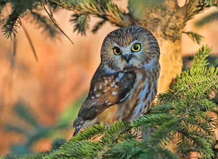 A detailed 4K Ultra HD PC wallpaper of a small owl perched on a green pine branch, with warm, softly blurred natural background colors.