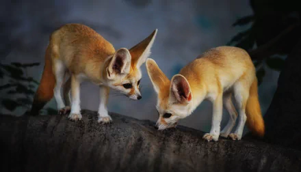 Animal fennec fox HD Desktop Wallpaper | Background Image
