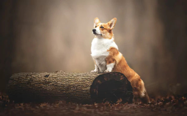 HD desktop wallpaper of a corgi dog standing alert on a large log, captured with a soft, blurred background highlighting the animal's features.