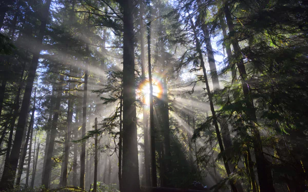 trunk nature forest sunbeam HD Desktop Wallpaper | Background Image