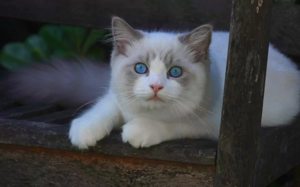 HD PC desktop wallpaper of a Ragdoll cat: white-and-gray animal with striking blue eyes lounging on a rustic wooden ledge, close-up portrait, cat.