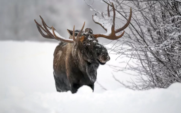 HD desktop wallpaper of a majestic moose standing in deep snow amid winter trees.