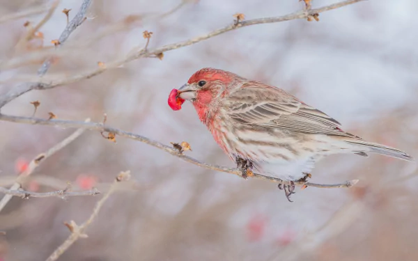 Animal finch HD Desktop Wallpaper | Background Image