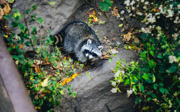 Animal raccoon HD Desktop Wallpaper | Background Image