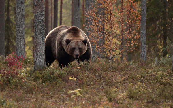 Animal bear HD Desktop Wallpaper | Background Image