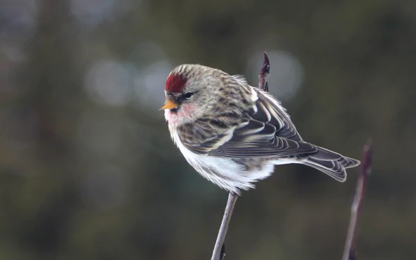 passerine bird common redpoll Animal HD Desktop Wallpaper | Background Image