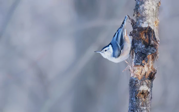  White-breasted nuthatch