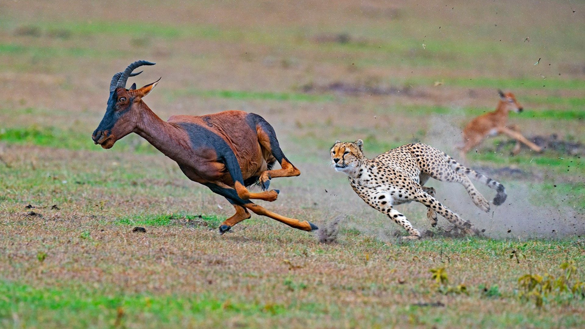 Cheetah Chasing Prey by Dhritiman Mukherjee