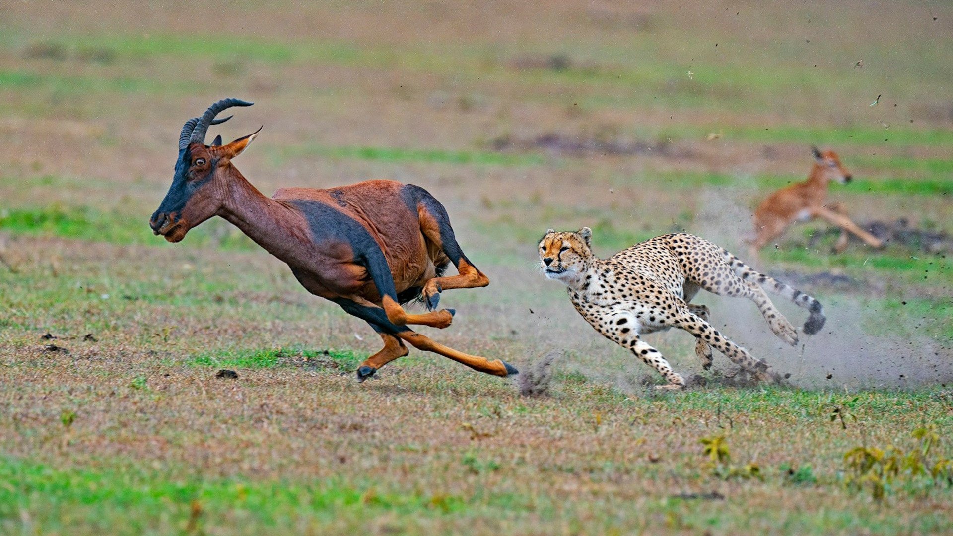 cheetah chasing
