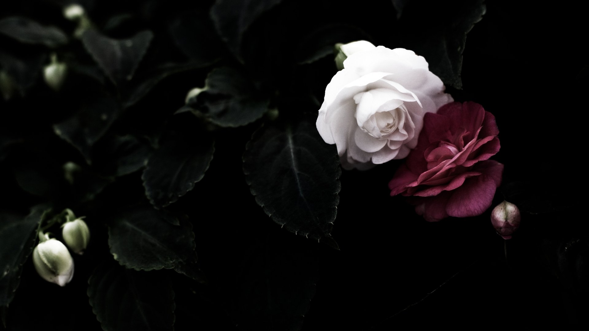 HD desktop wallpaper featuring a close-up of a white and red camellia flower against dark green foliage in nature.
