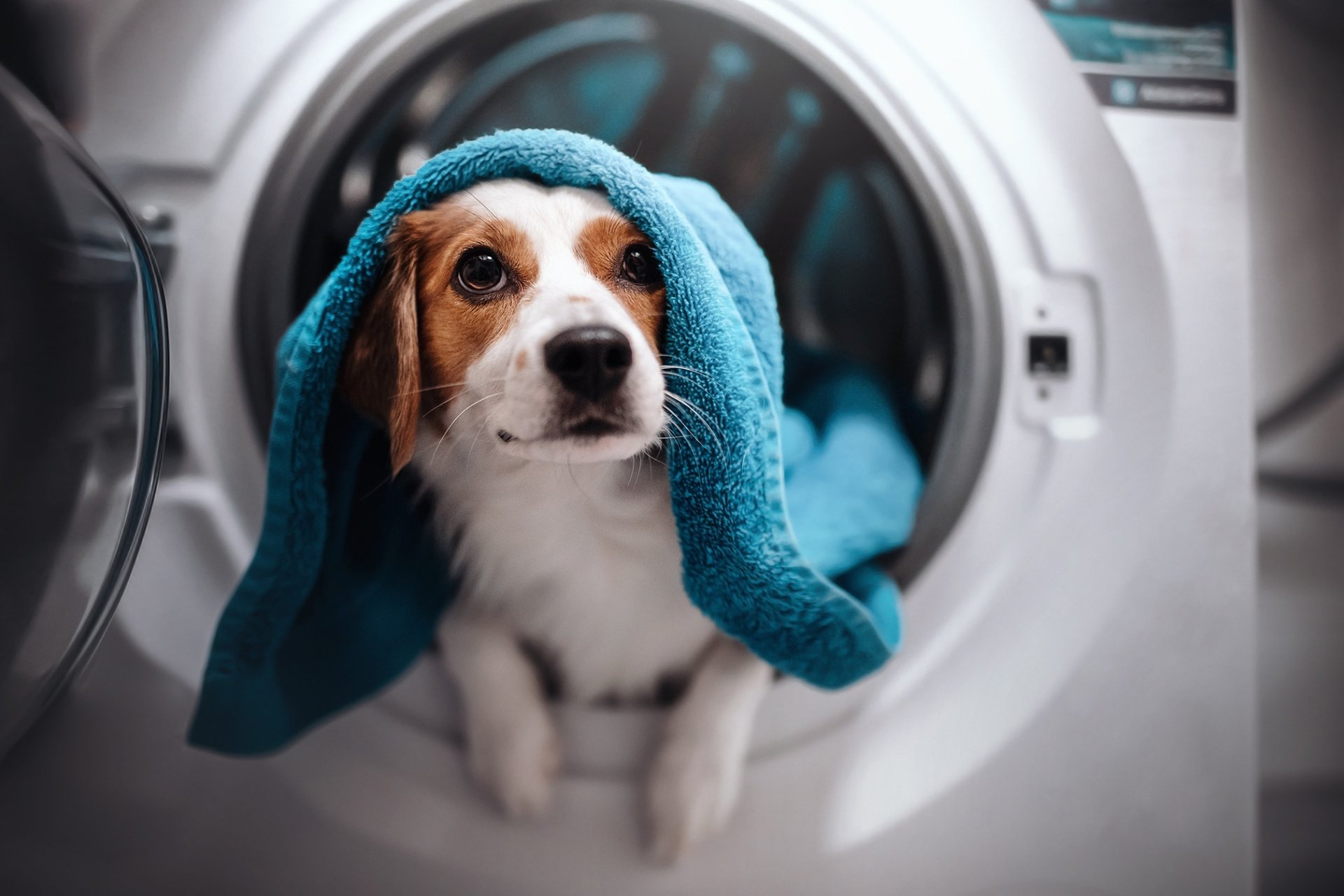 A dog with a blue towel draped over its head sits inside a washing machine. This HD desktop wallpaper and background captures a charming and playful moment.