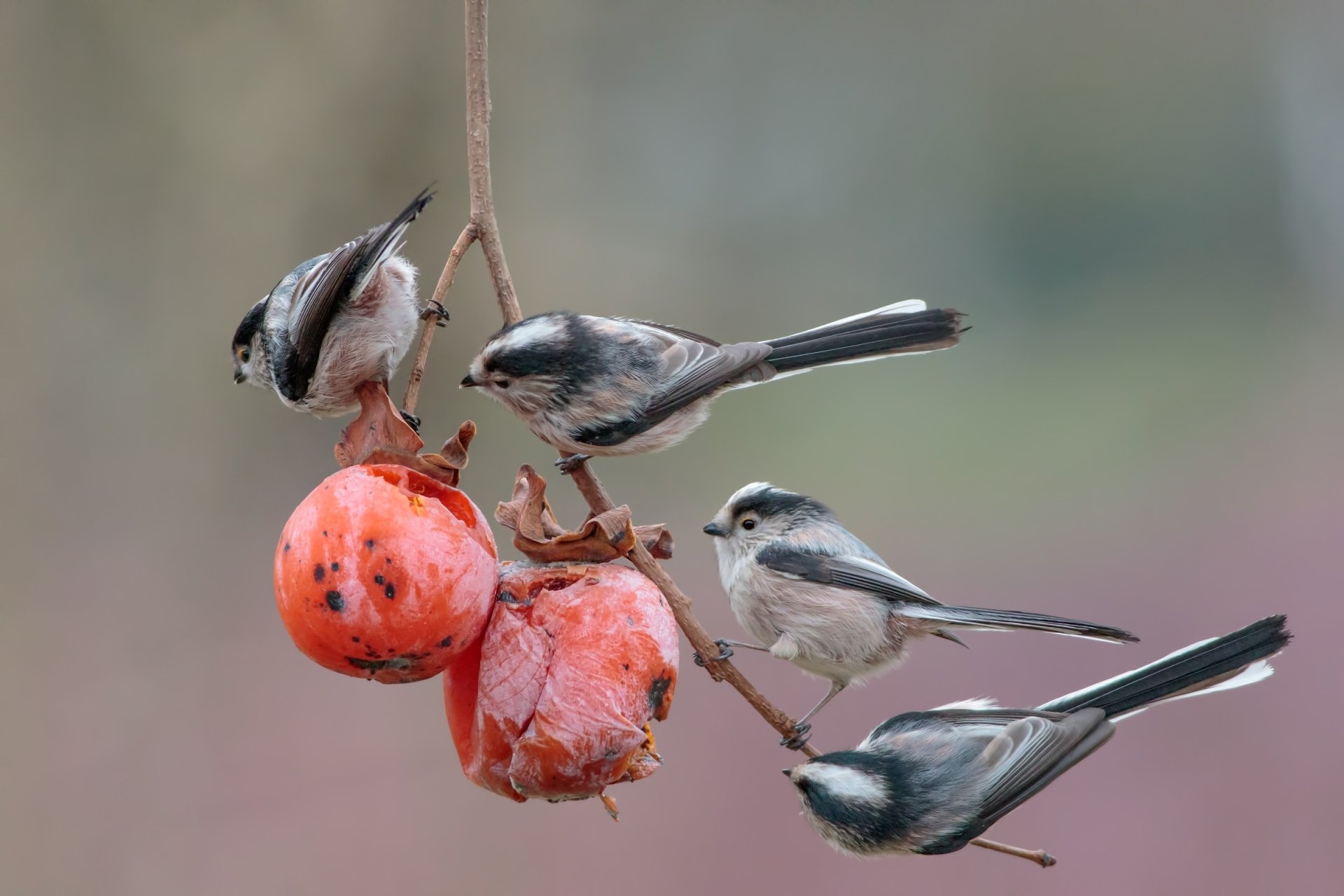 HD desktop wallpaper featuring three long-tailed tits perched on a branch with bright orange fruit, showcasing the delicate bird and natural setting.