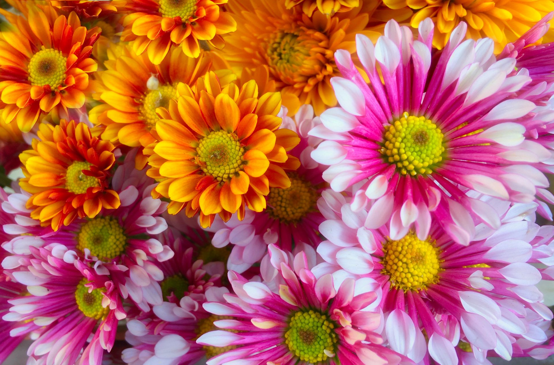 Download Nature Chrysanthemum HD Wallpaper