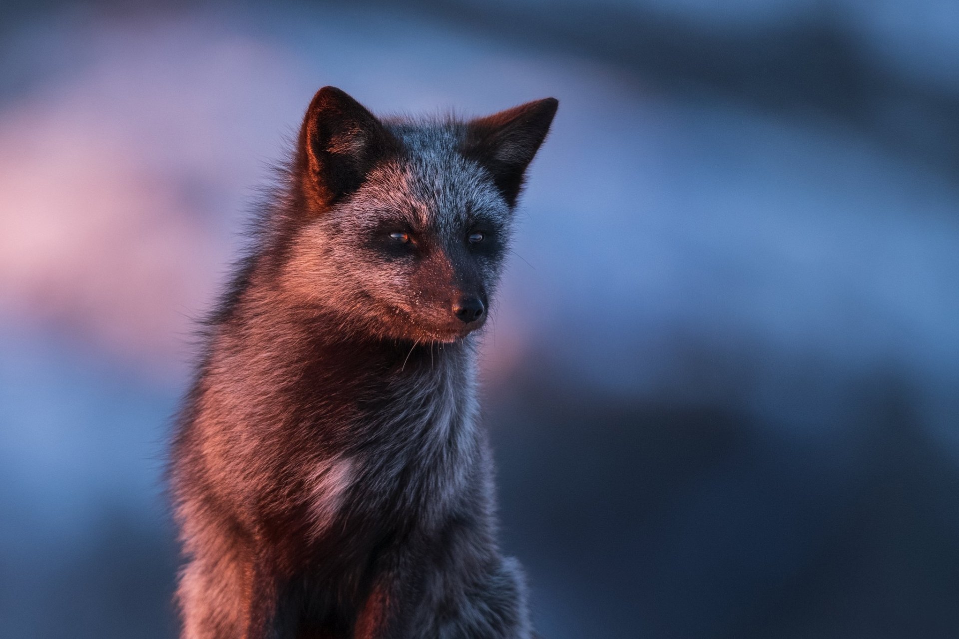 Download Silver Fox (Animal) Animal Fox HD Wallpaper