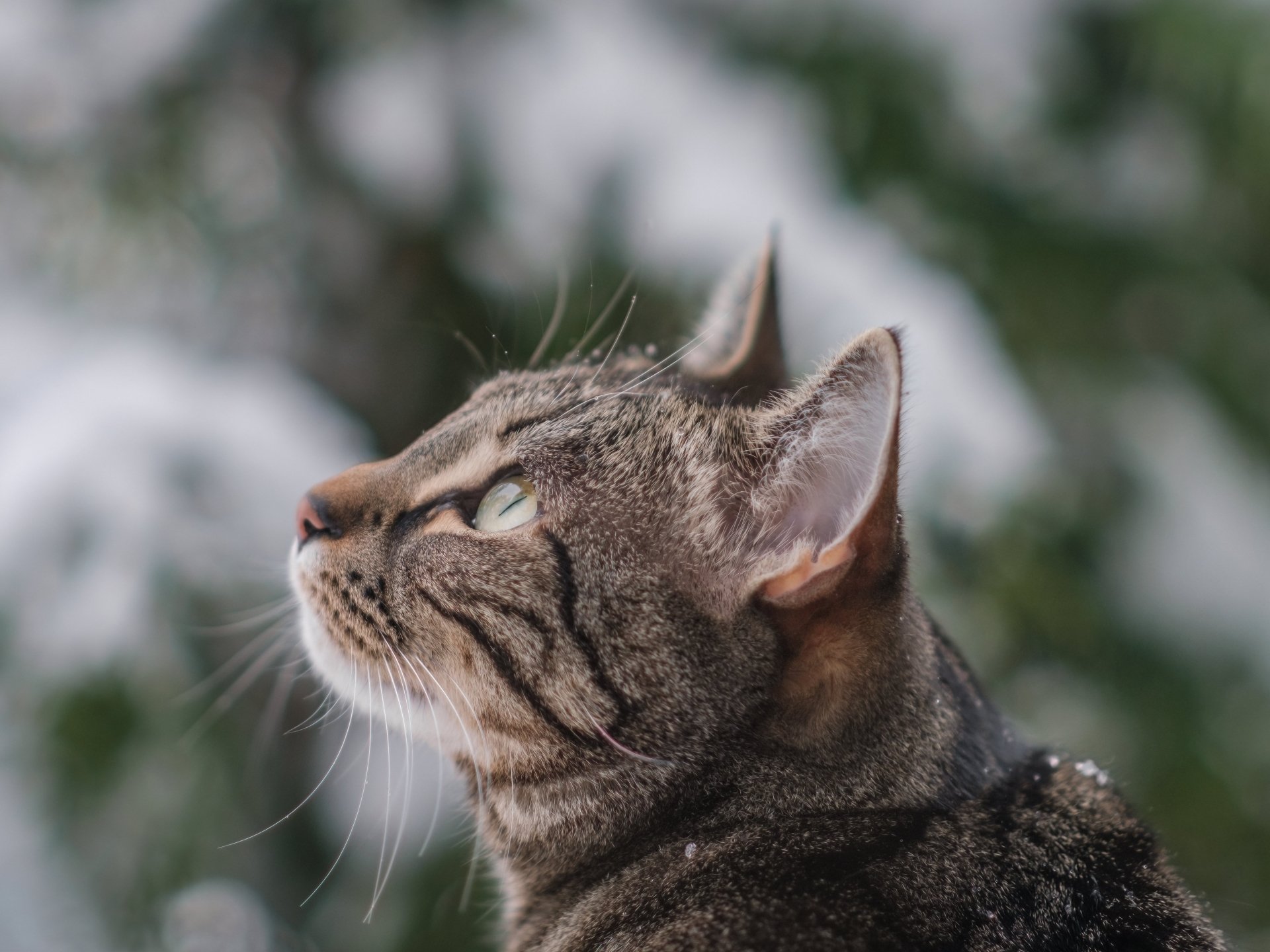 Download Animal Cat 4k Ultra HD Wallpaper