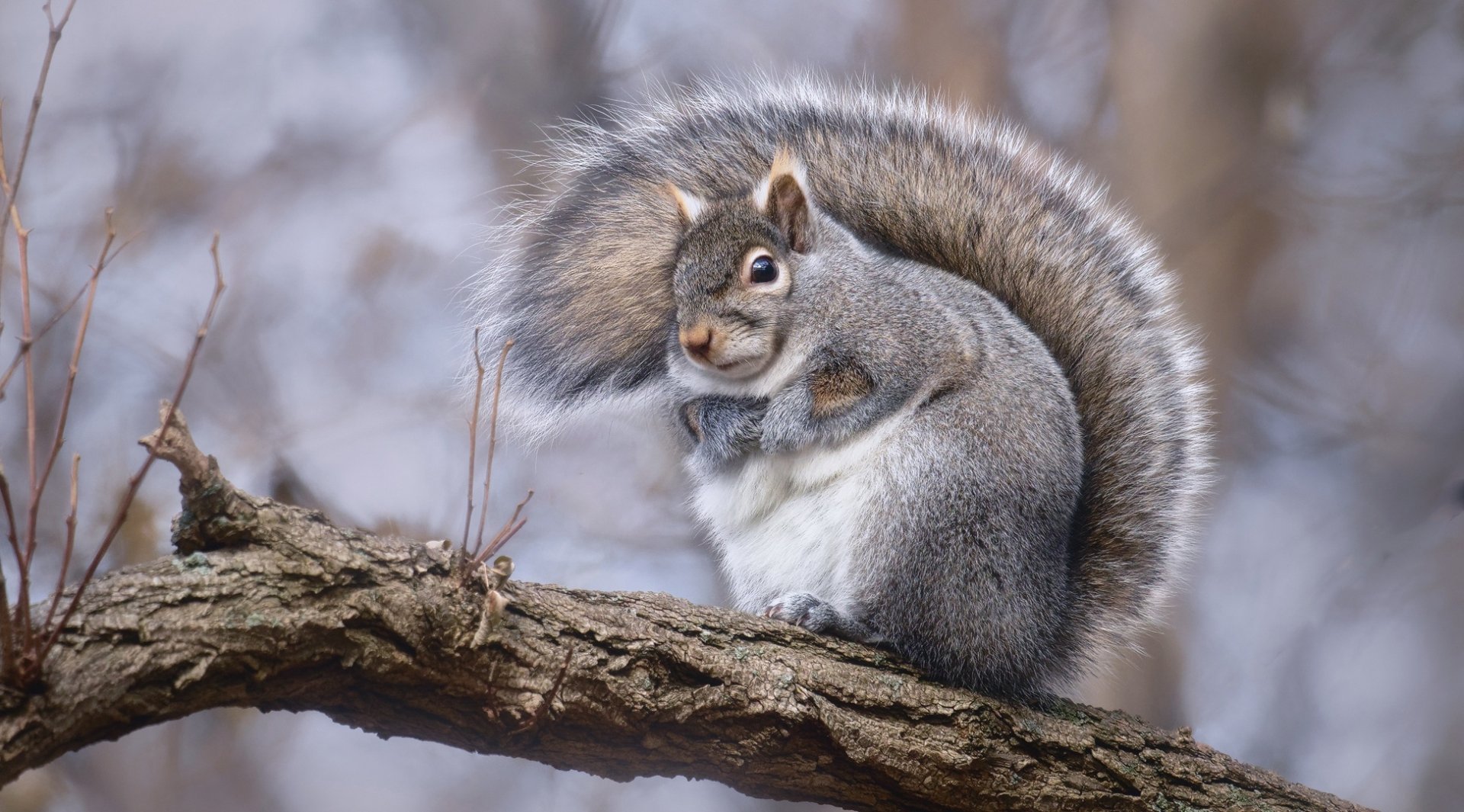 Graceful Grey Squirrel — HD Animal & Rodent Wallpaper