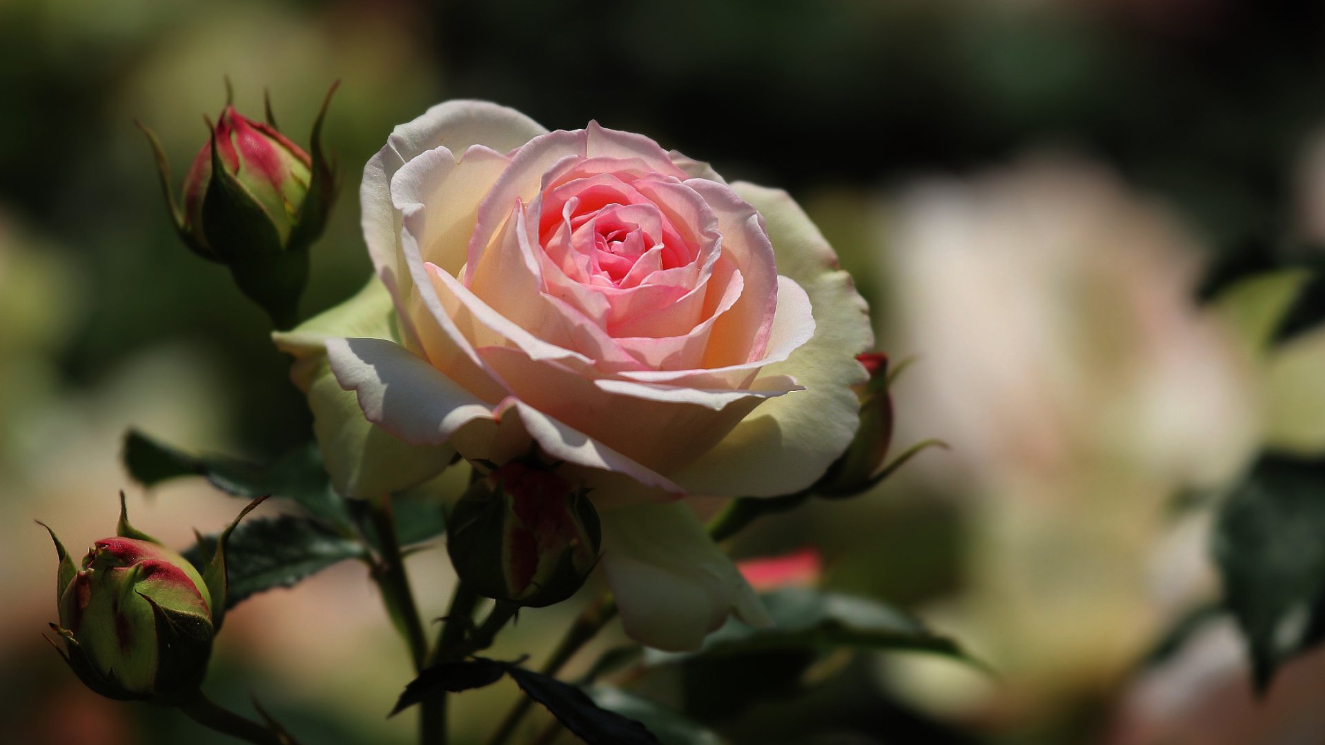 Download Nature Rose HD Wallpaper | 2096x1179 | Wallpaper Abyss