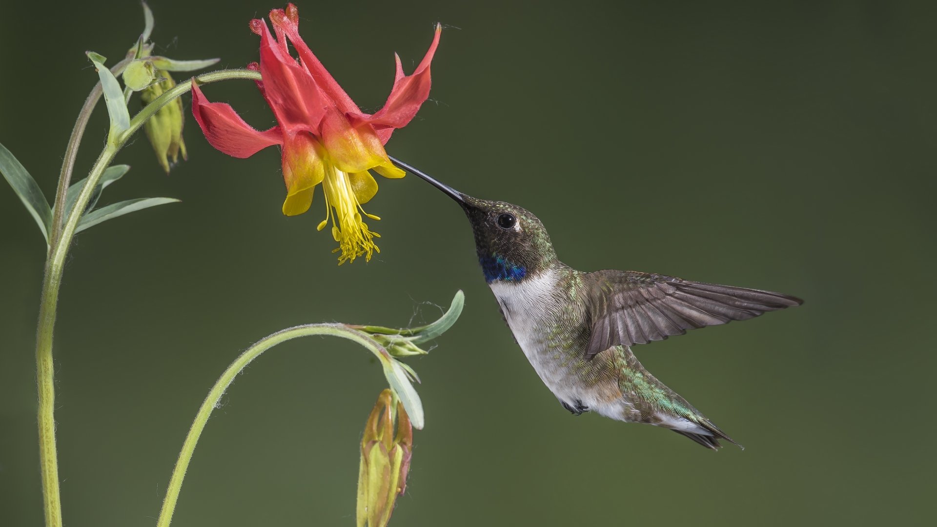 A vibrant hummingbird feeding from a colorful flower, captured in stunning detail as a 4K Ultra HD PC desktop wallpaper background.