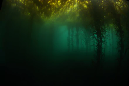  Kelp Forest