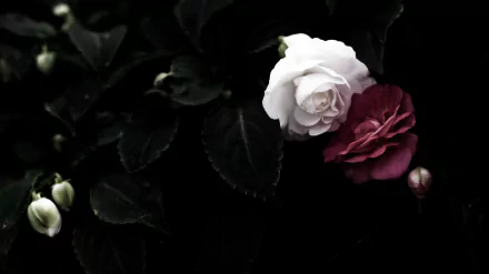HD desktop wallpaper featuring a close-up of a white and red camellia flower against dark green foliage in nature.
