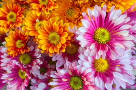 nature chrysanthemum HD Desktop Wallpaper | Background Image