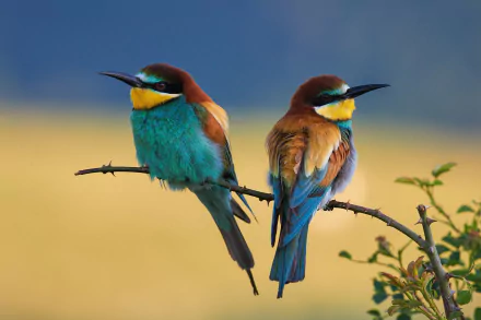 Two vibrant European bee-eaters perched on a branch, showcasing their colorful plumage against a soft, blurred natural background in this HD bird wallpaper.