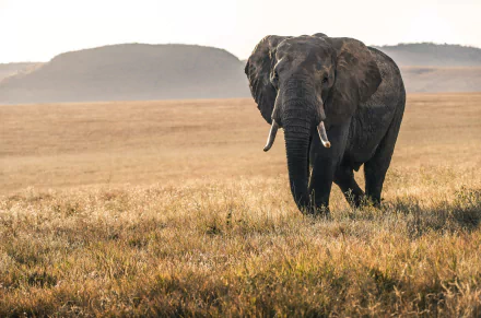 4K Ultra HD image of an African bush elephant standing in a grassy savannah with hills in the background, captured in natural light.