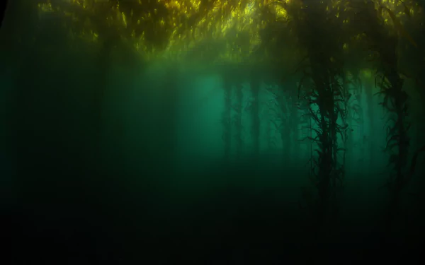  Kelp Forest