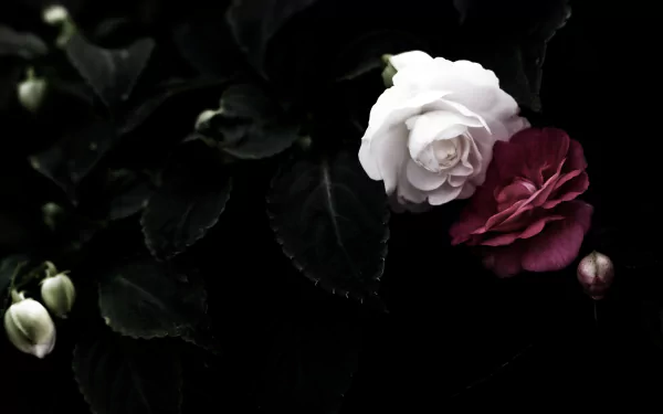 HD desktop wallpaper featuring a close-up of a white and red camellia flower against dark green foliage in nature.