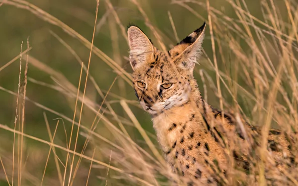 2K Quad HD PC desktop wallpaper and background: a serval peers from tall golden grass, crisp detail and warm natural tones.