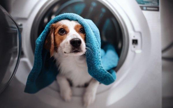 HD Wallpaper | Background Image ID:1134468