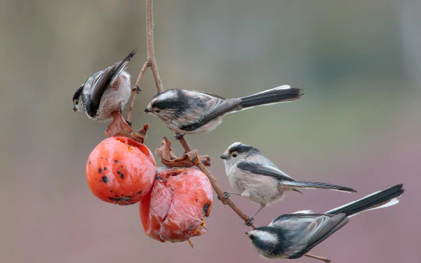 HD desktop wallpaper featuring three long-tailed tits perched on a branch with bright orange fruit, showcasing the delicate bird and natural setting.