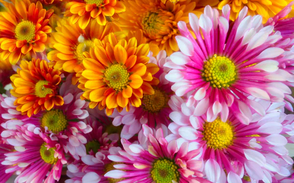 nature chrysanthemum HD Desktop Wallpaper | Background Image