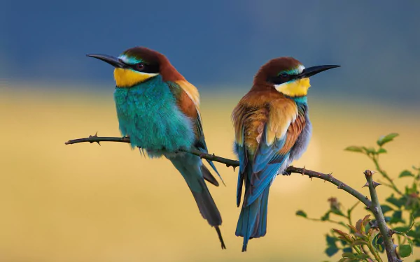 Two vibrant European bee-eaters perched on a branch, showcasing their colorful plumage against a soft, blurred natural background in this HD bird wallpaper.