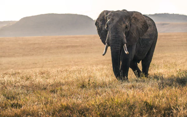 4K Ultra HD image of an African bush elephant standing in a grassy savannah with hills in the background, captured in natural light.