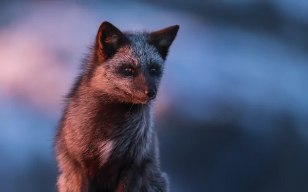Silver Fox (Animal) Animal fox HD Desktop Wallpaper | Background Image