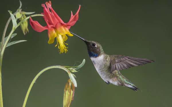 A vibrant hummingbird feeding from a colorful flower, captured in stunning detail as a 4K Ultra HD PC desktop wallpaper background.