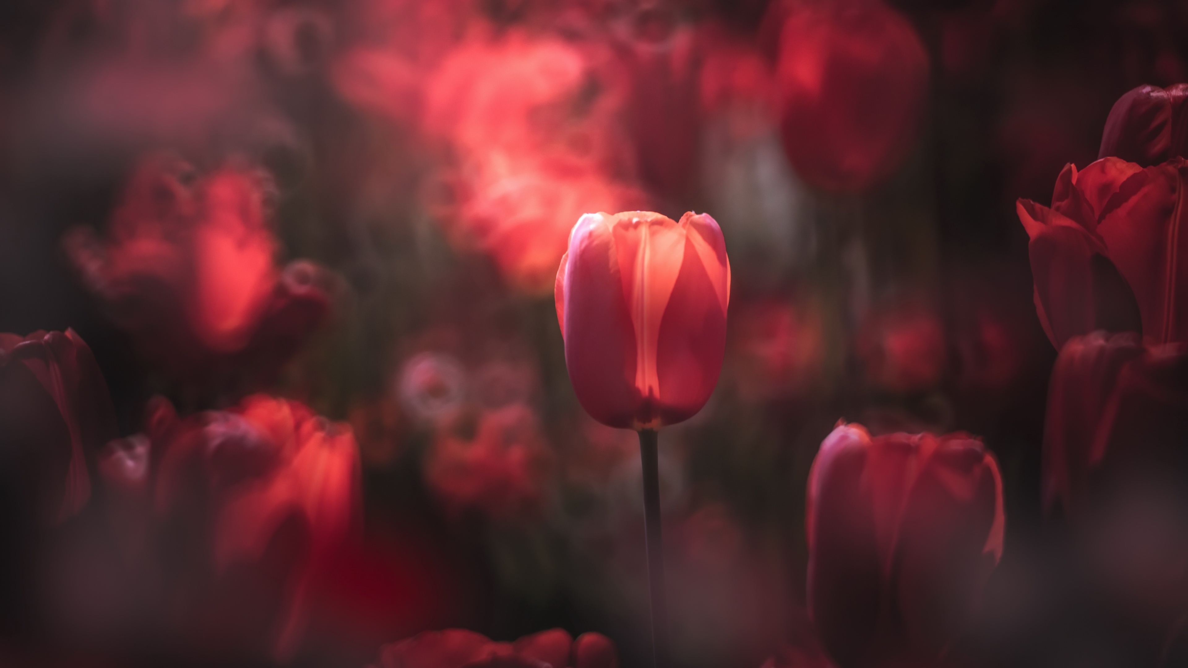 Download Bokeh Red Flower Macro Flower Nature Tulip 4k Ultra HD Wallpaper