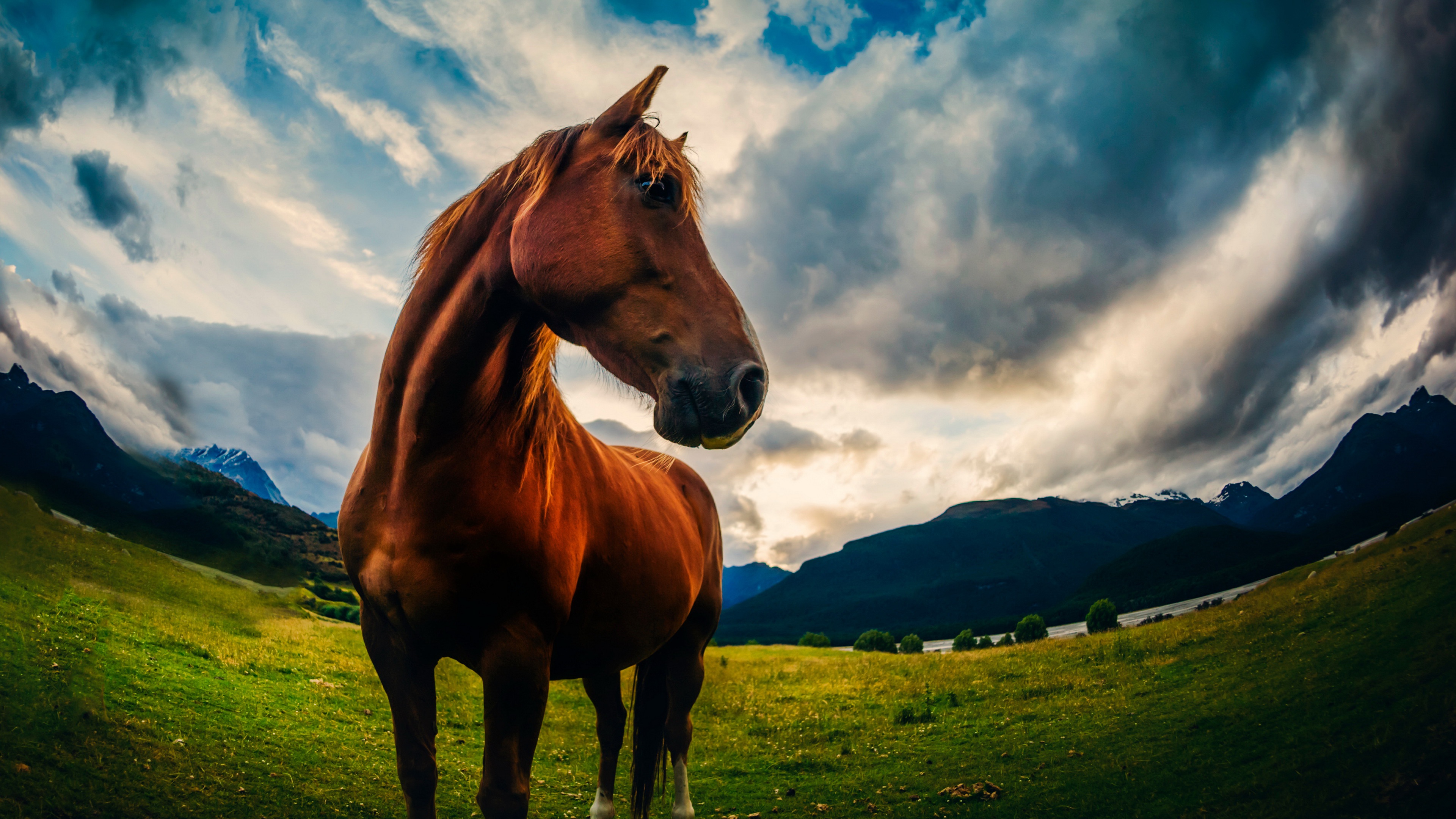 Animal Horse 4k Ultra HD Wallpaper