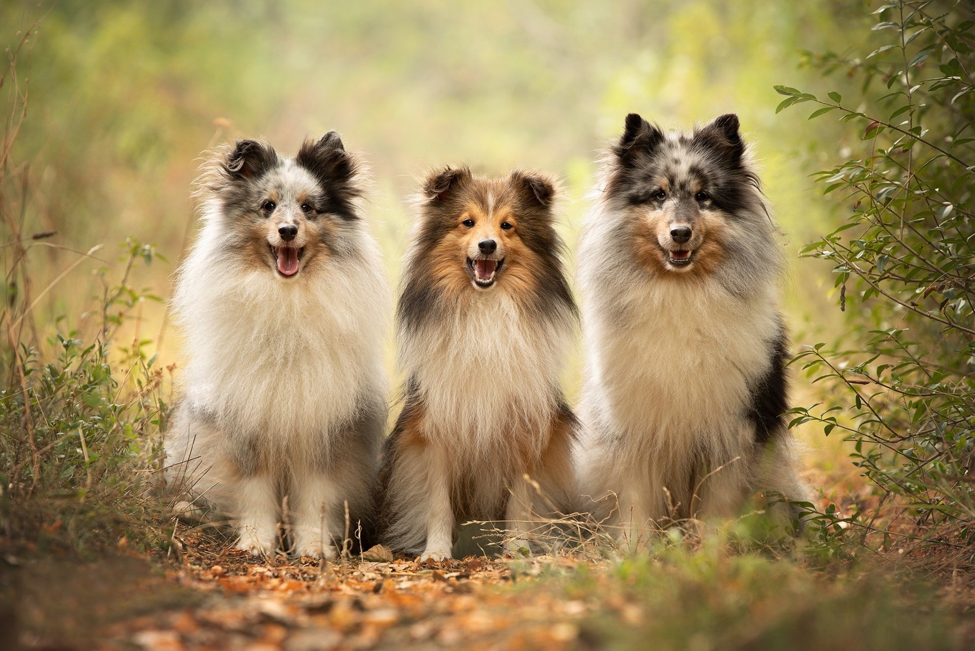 HD PC desktop wallpaper of three Shetland Sheepdog dogs (animal) on a sunlit woodland path, fluffy coats and happy expressions.