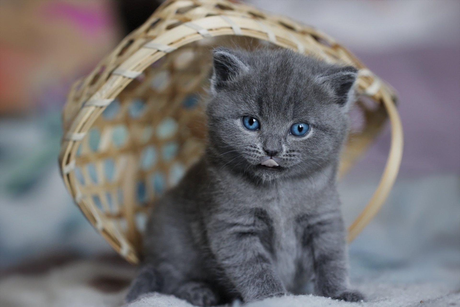 HD desktop wallpaper featuring a baby gray kitten with striking blue eyes sitting in front of a tipped-over wicker basket, showcasing the charm of a young cat.