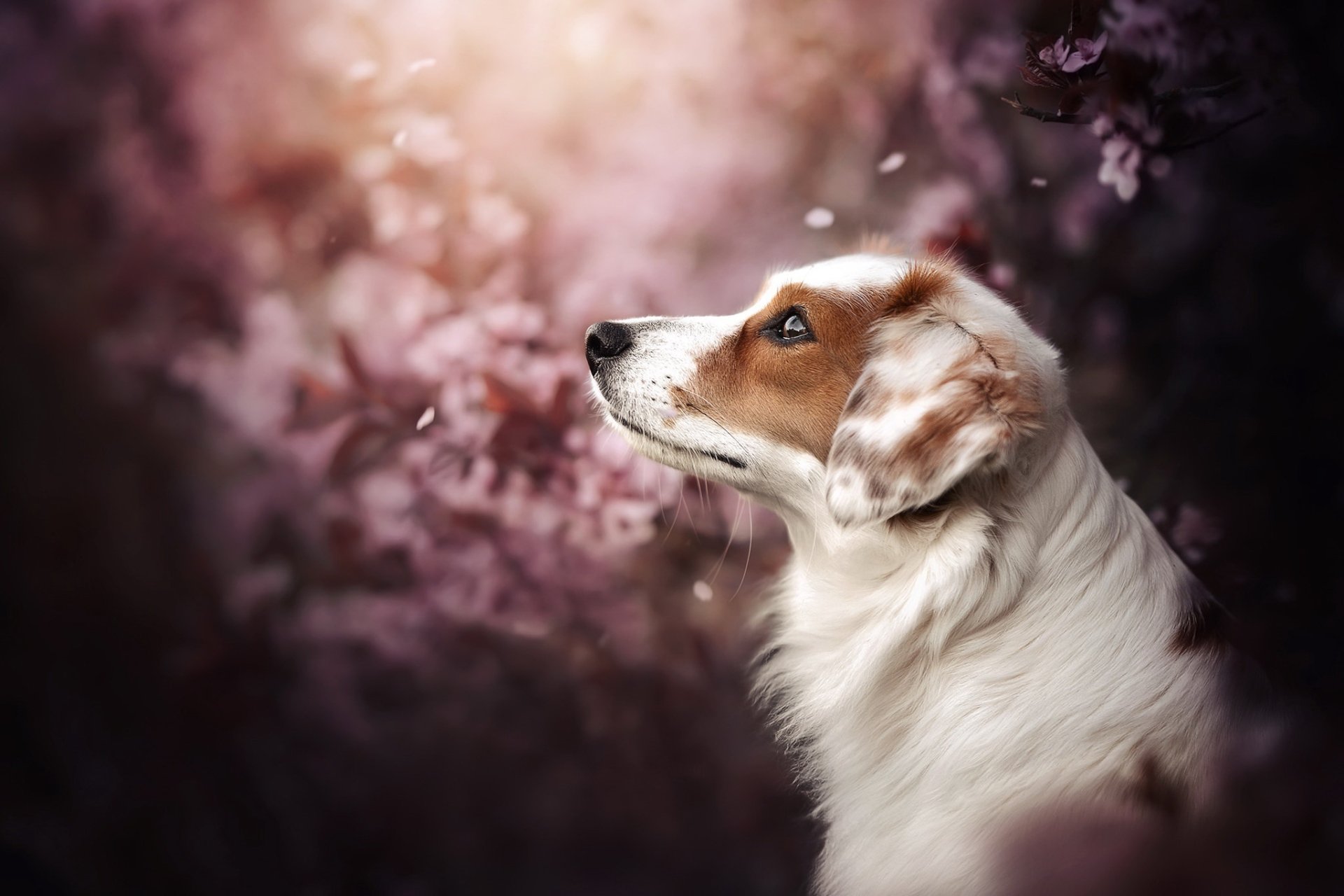 Download Animal Dog HD Wallpaper | 2048x1365 | Wallpaper Abyss