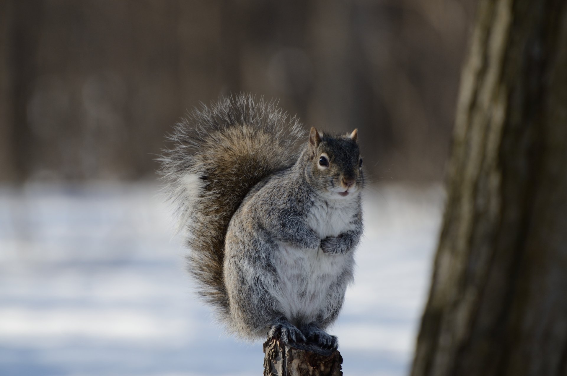A close-up of a squirrel rodent perched outdoors in winter, captured in stunning 4K Ultra HD for a PC desktop wallpaper and background.