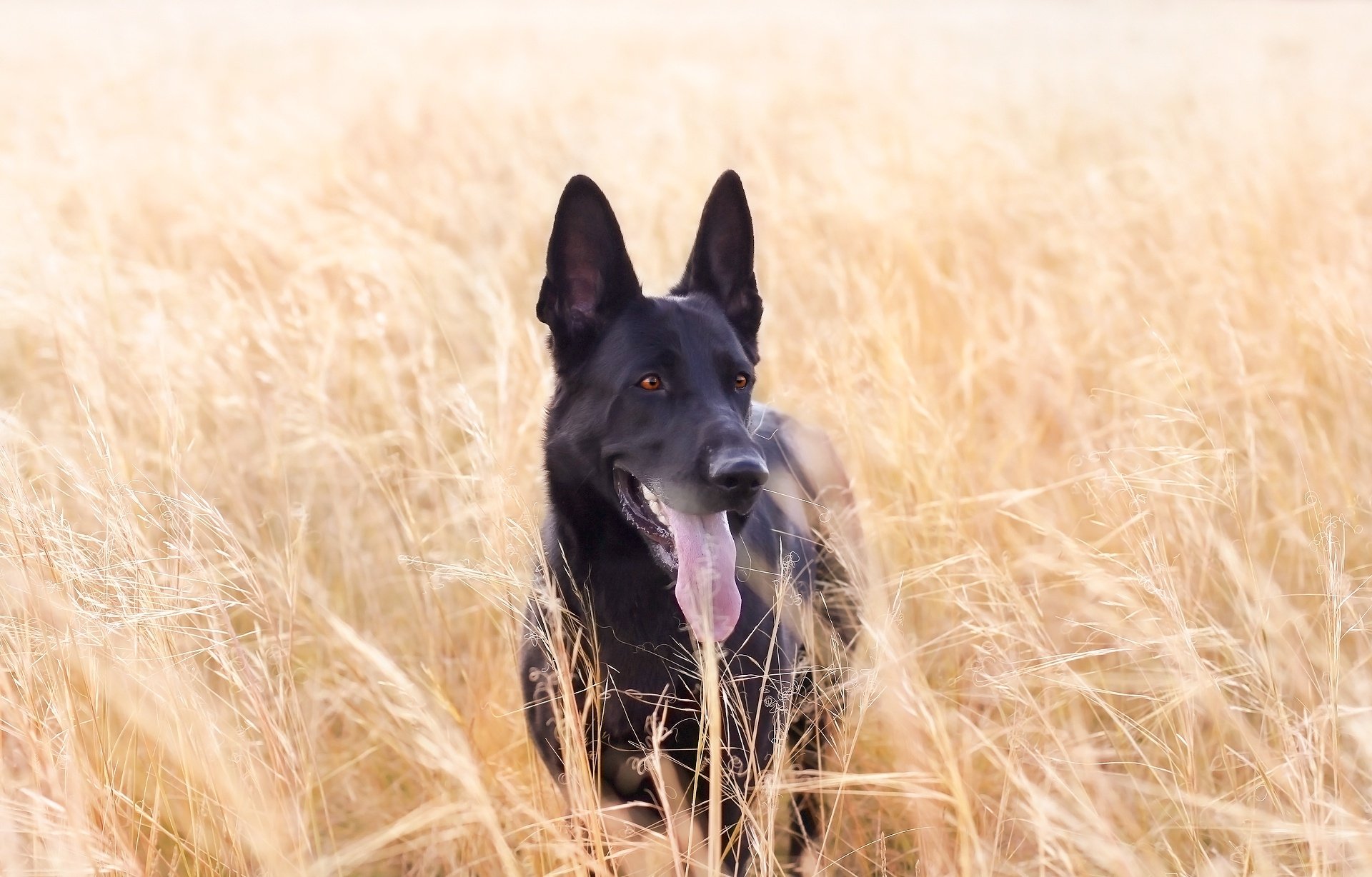 Download Animal Dog Black Dog HD Wallpaper