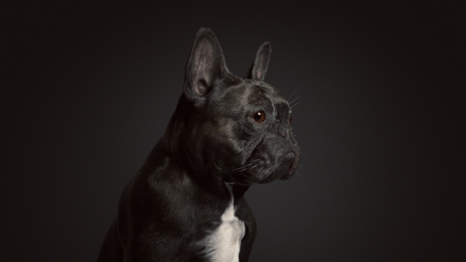 french bulldog black and white wallpaper